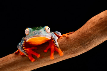 fringe tree frog, Cruziohyla craspedopus. A tropical rain forest amphibian from the amazon...