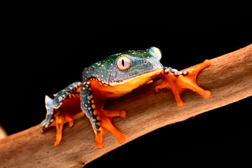 fringe tree frog, Cruziohyla craspedopus. A tropical rain forest amphibian from the amazon rainforest. Exotic animal and treefrog.