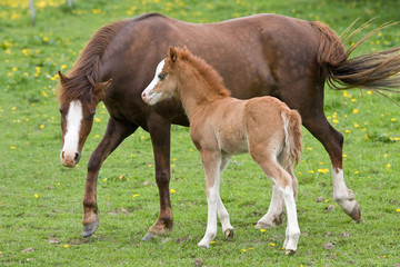 Naklejka na ściany i meble Welsh pony mare with nice foal