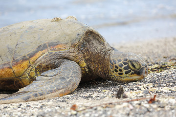 Beautiful endangered green sea turtle