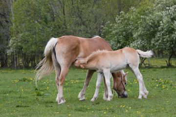 Naklejka na ściany i meble Haflinger pony mare with nice foal