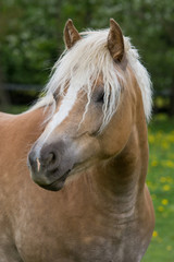 Portrait of nice haflinger pony