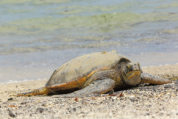 Beautiful endangered green sea turtle