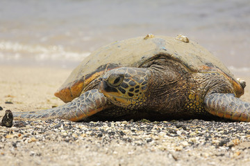 Beautiful endangered green sea turtle