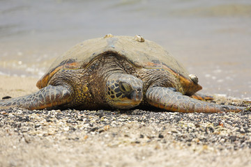 Beautiful endangered green sea turtle