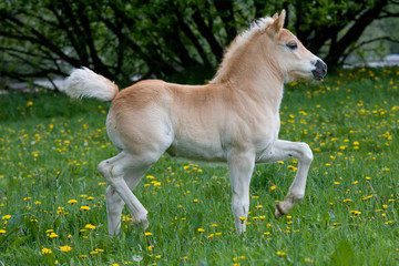 Obraz na płótnie Canvas Running nice haflinger pony foal