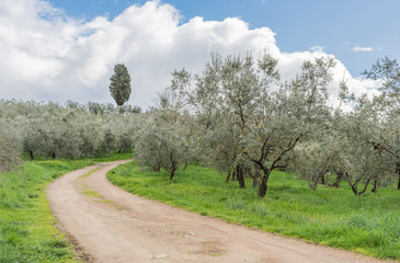 The road in the middle of the olive grove in Tuscany - Italy