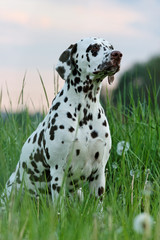 Portrait of posing beautiful dalmatian