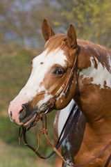 Portrait of nice appaloosa horse