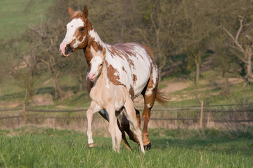 Mare with nice foal running