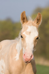Obraz na płótnie Canvas Portrait of nice appaloosa foal