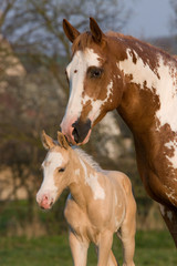 Appaloosa mare with nice foal