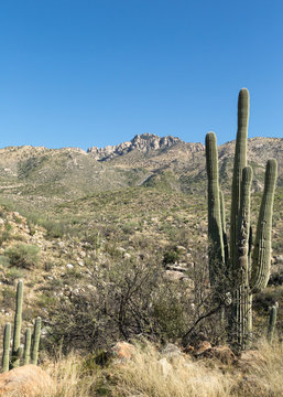 Tucson's Desert