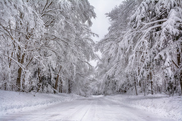 Tree limbs weighed down with heavy wet snow hang over a recently plowed road after winter storm...