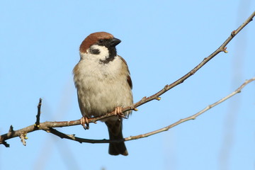  tree sparrow on branch, passer montanus
