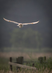 Obraz premium Barn owl hunting early morning over wild meadows with light thro