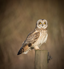 Wild Short eared owl sitting on fence post sitting sideways  - 105547406