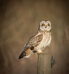 Wild Short eared owl sitting on fence post sitting sideways 