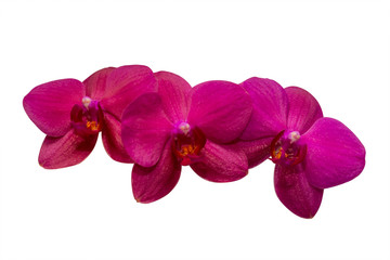 Obraz na płótnie Canvas Purple orchid on white