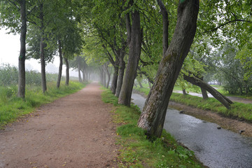 PETERHOF, RUSSIA. Lime Avenue in summer rainy da