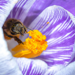 Honigbiene (Apis mellifera) auf einer Krokusblüte