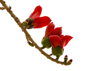 A branch of Bombax ceiba tree or Red Silk Cotton Flower in park of Eilat, Israel
