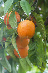Orange tree with fruits
