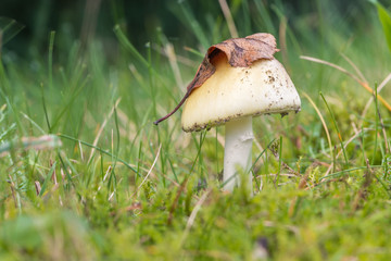 Giftiger Pilz im Herbstwald 