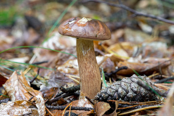 Maronen-Röhrling (Imleria badia) im Herbstwald