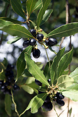Laurel tree branch with berries