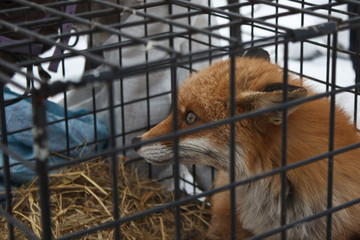 fox in the cage