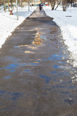 footpath with melting snow puddles in city
