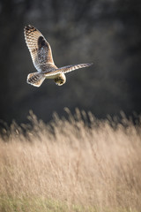 Wild Short eared owl stops in flight and prepares to dive on prey (Asio flammeus)