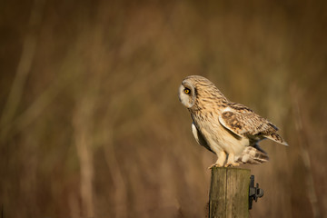 Wild Short eared owl sitting on fence post and looking on ground