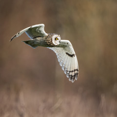 Wild Short eared owl in flight looking forward, wings down(Asio - 105549033