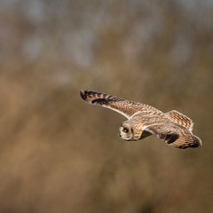 Wild Short eared owl in flight looking for prey (Asio flammeus)