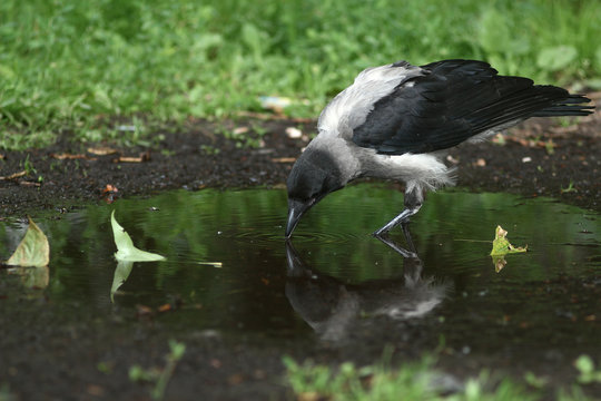 crow drinking water