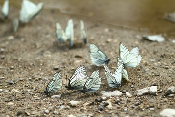 butterflies on the ground, close-up shot