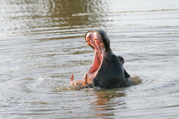 Hippopotamus breaching in the water, near Bela Bela, South Africa
