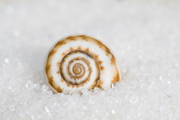 A snail on the sand