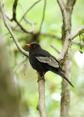Grey-winged blackbird