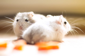a pair of small Hamster Jungar