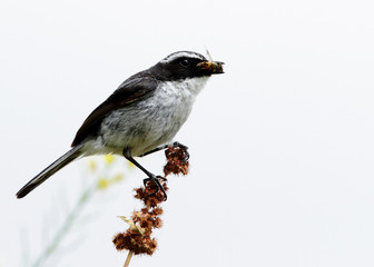 The grey bush chat with catch