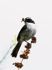 The grey bush chat with a prey