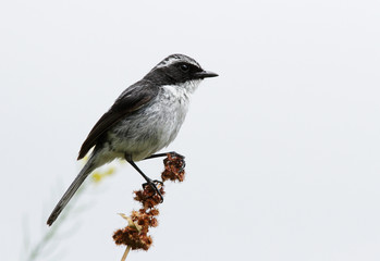 The grey bush chat 