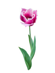 Pink fringed tulip