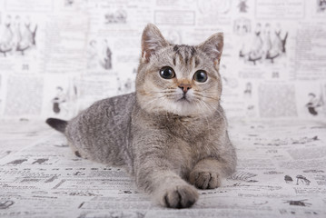 Кошка - obrazy, fototapety, plakaty
