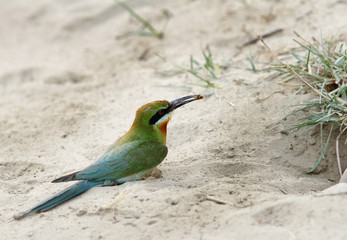 Blue tailed bee eater