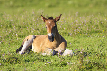 Naklejka na ściany i meble Cute brown foal on the l meadow