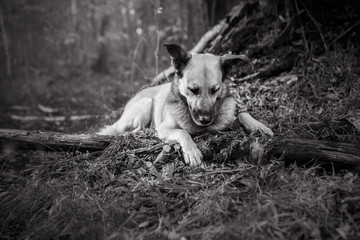 Mixed breed dog walking in park